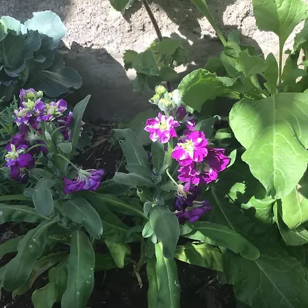 Daire Cozy En Casa Con Encanto *