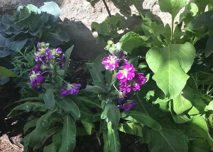 公寓 Cozy En Casa Con Encanto *